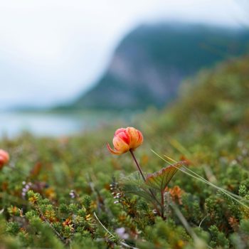 pexels-tilldaling-12225706(1)